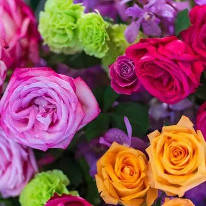 Colorful miniature roses
