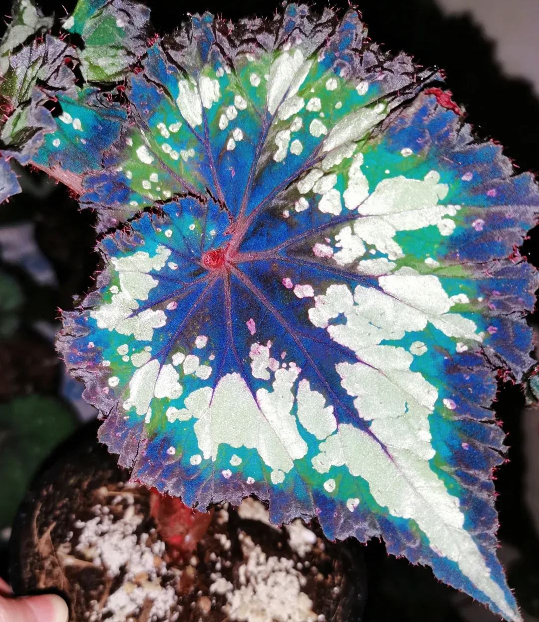 Blue Begonias
