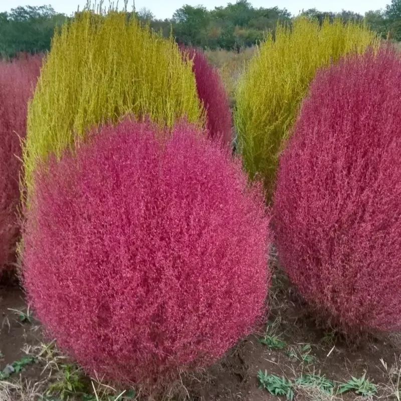 Bonsai Grass Broomsedge seeds 100 pcs hardy plants grass exotic ornamental seeds
