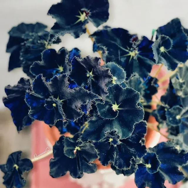 Blue Begonias