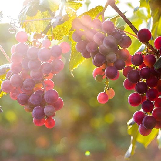 Romantic Red Grapes