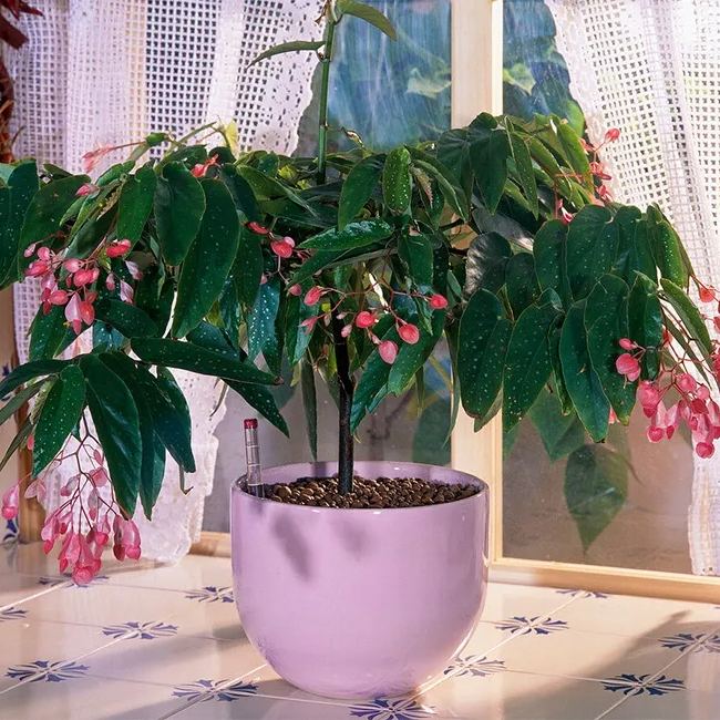 Begonia Tamaya Seeds Colorful Flowers