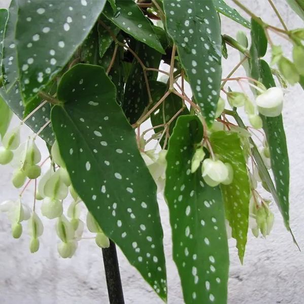 Begonia Tamaya Seeds Colorful Flowers