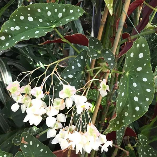 Begonia Tamaya Seeds Colorful Flowers