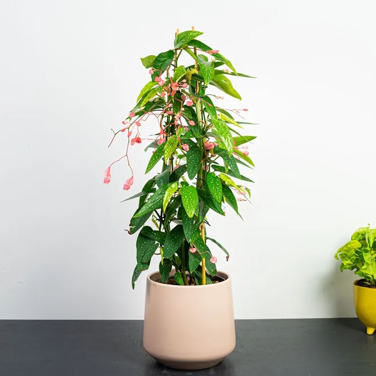 Begonia Tamaya Seeds Colorful Flowers