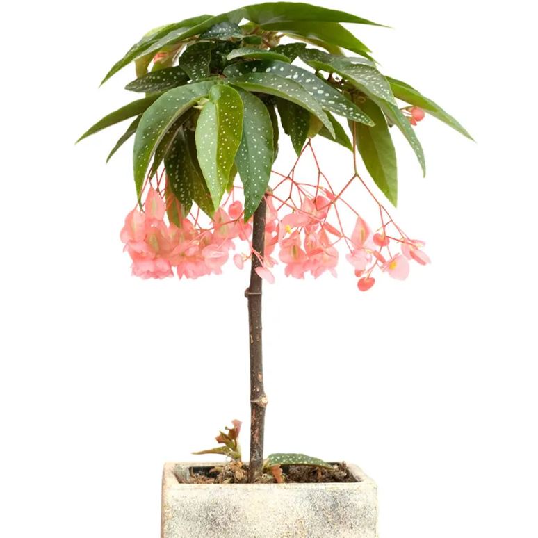 Begonia Tamaya Seeds Colorful Flowers