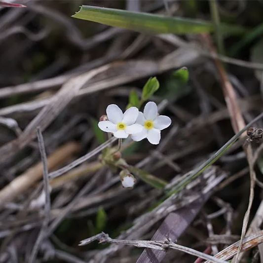 Androsace Umbellata Seeds 