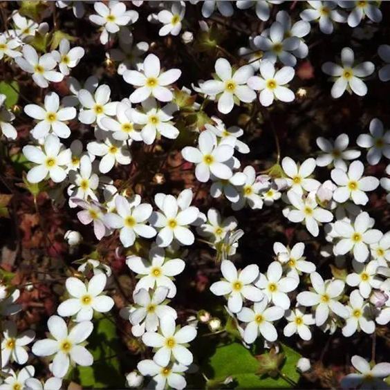 Androsace Umbellata Seeds 