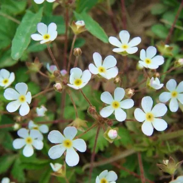 Androsace Umbellata Seeds 