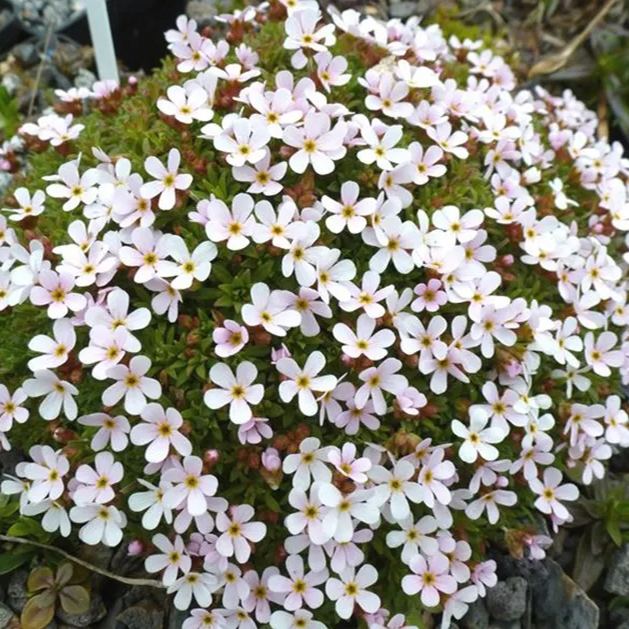 Androsace Umbellata Seeds 
