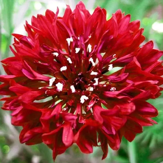 🔥Hot Selling Cornflower / Bachelor Button Seeds🎉Buy 3 get 1 free