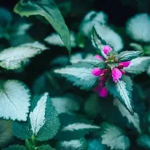 🪴La fata dell'estate-Coleus