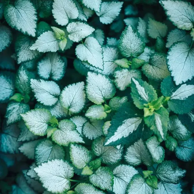 🪴La fata dell'estate-Coleus