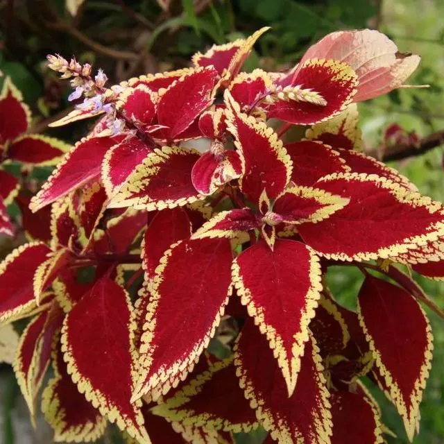 🪴La fata dell'estate-Coleus