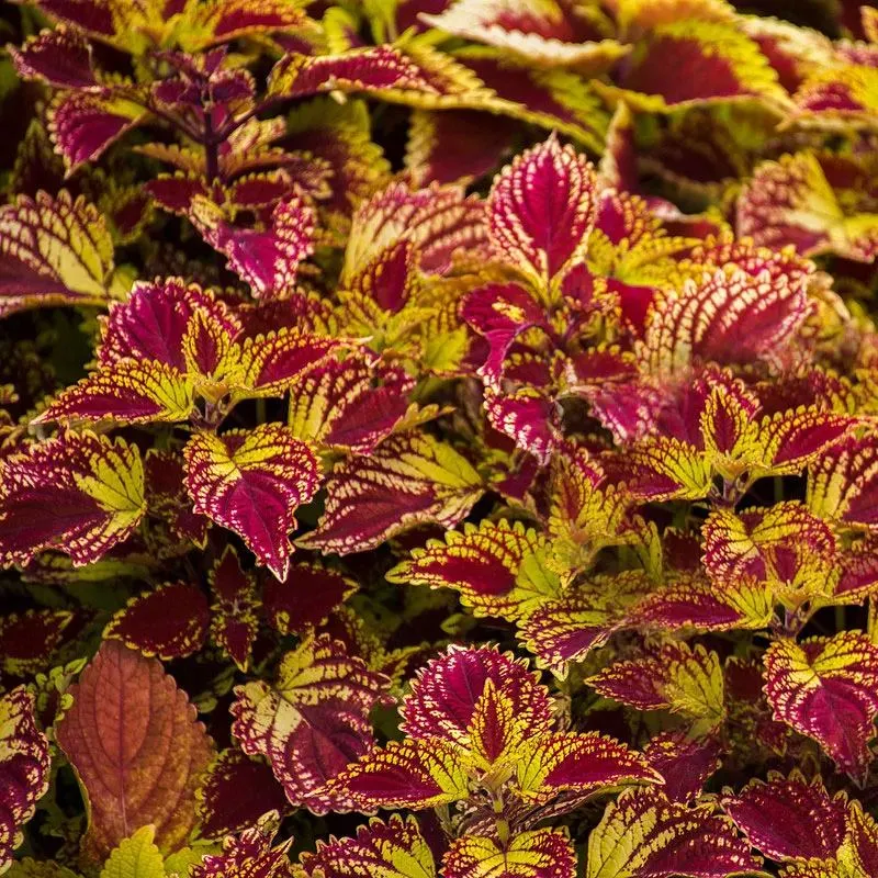 🪴La fata dell'estate-Coleus