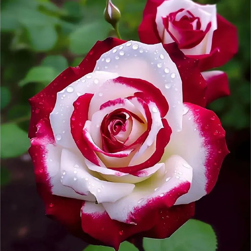 💙BLUE ENCHANTRESS ROSE SEEDS🌹50% OFF🔥