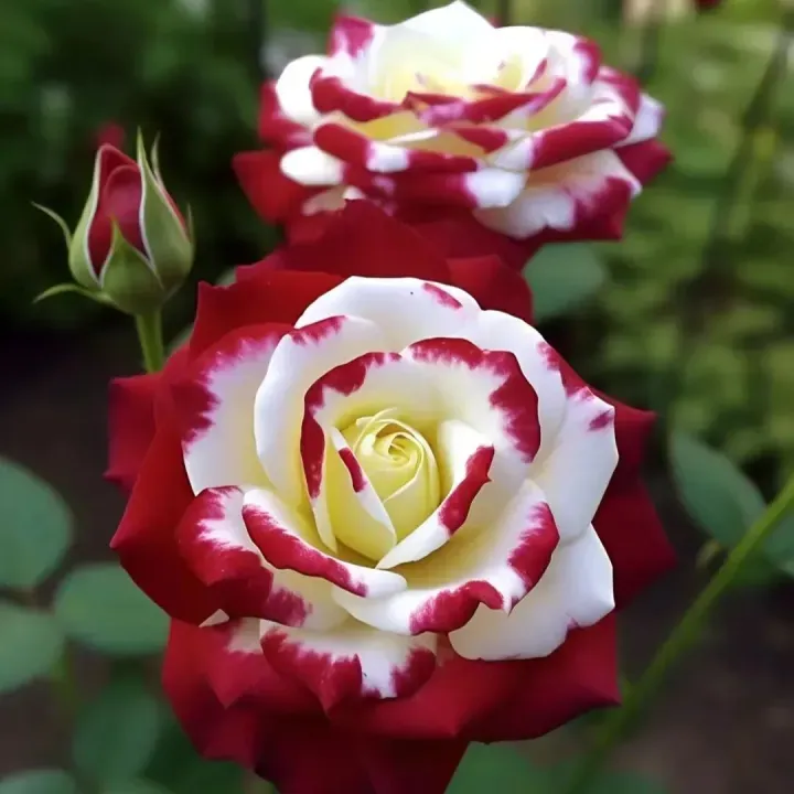 🔥53% OFF 💙Various Rare Colors of Rose Seeds✨