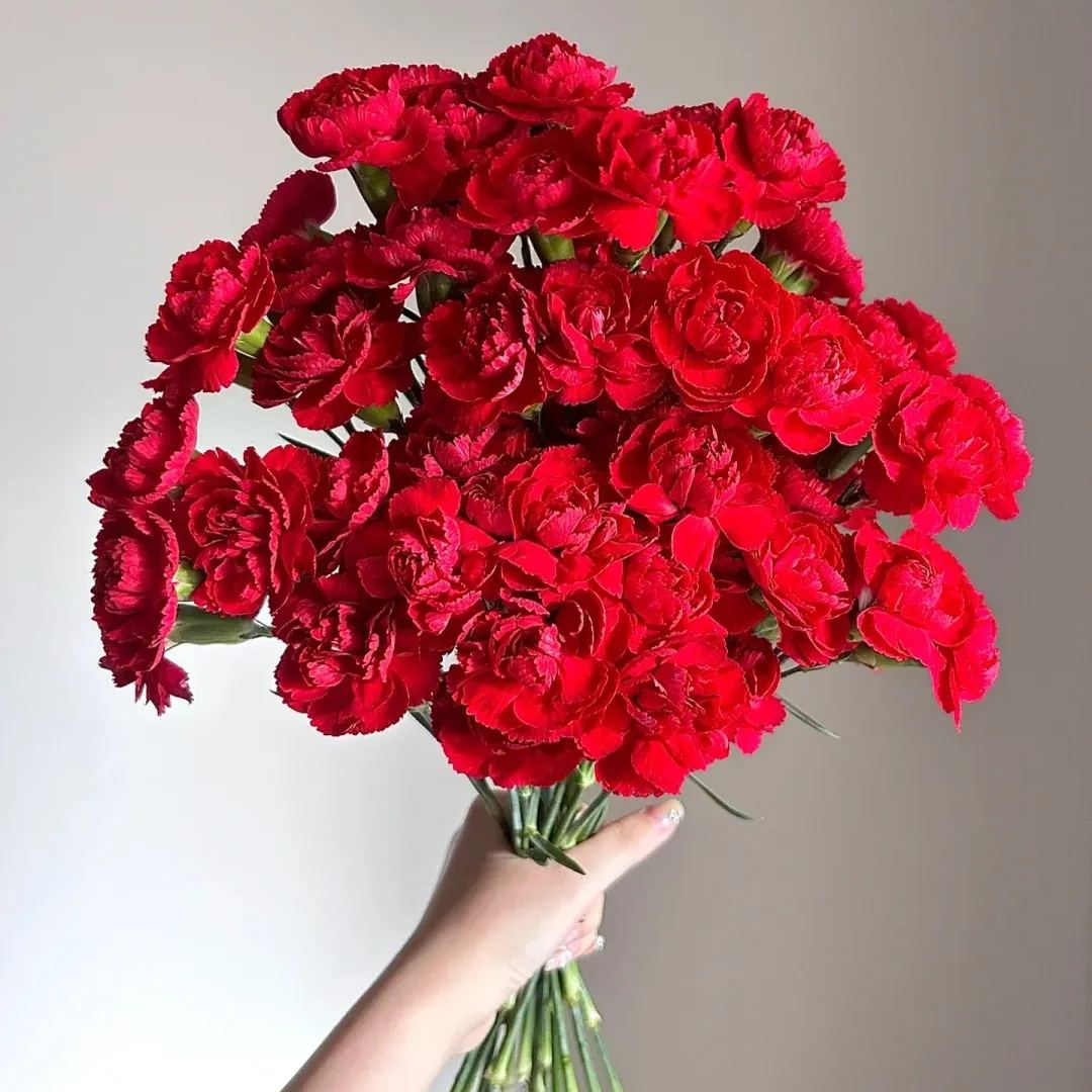 🔥 48% OFF! 10 Colors Mixed Carnations