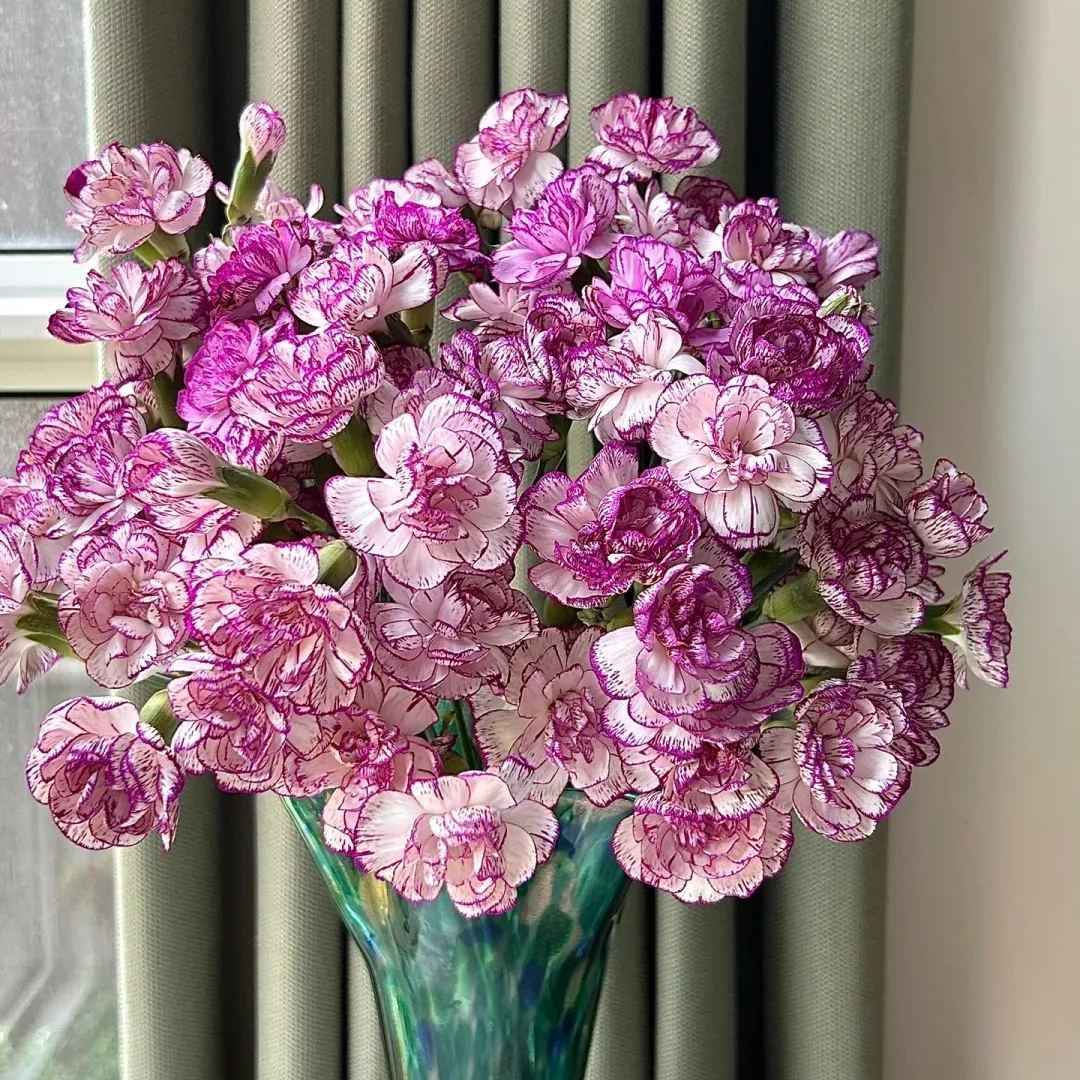 🔥 48% OFF! 10 Colors Mixed Carnations
