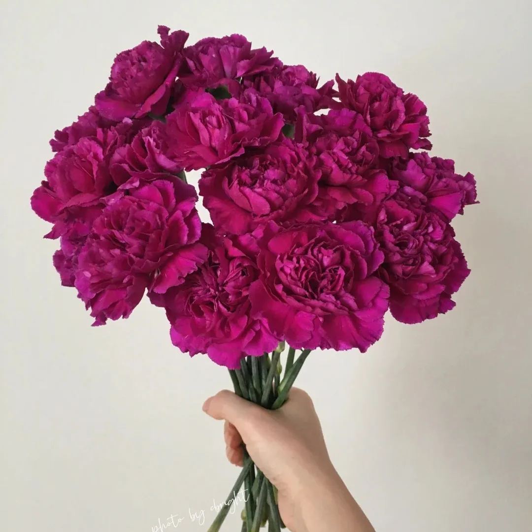 🔥 48% OFF! 10 Colors Mixed Carnations