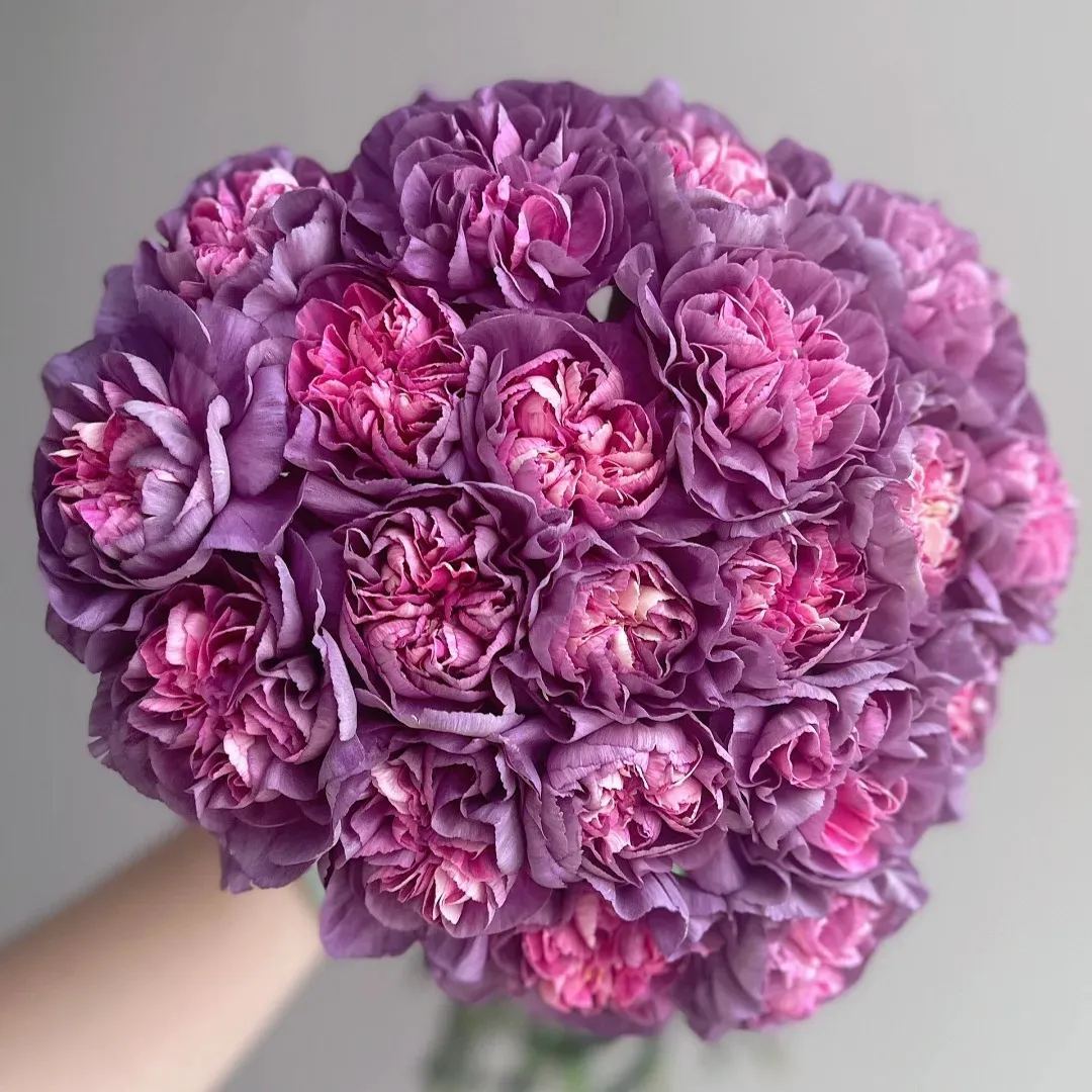 🔥 48% OFF! 10 Colors Mixed Carnations