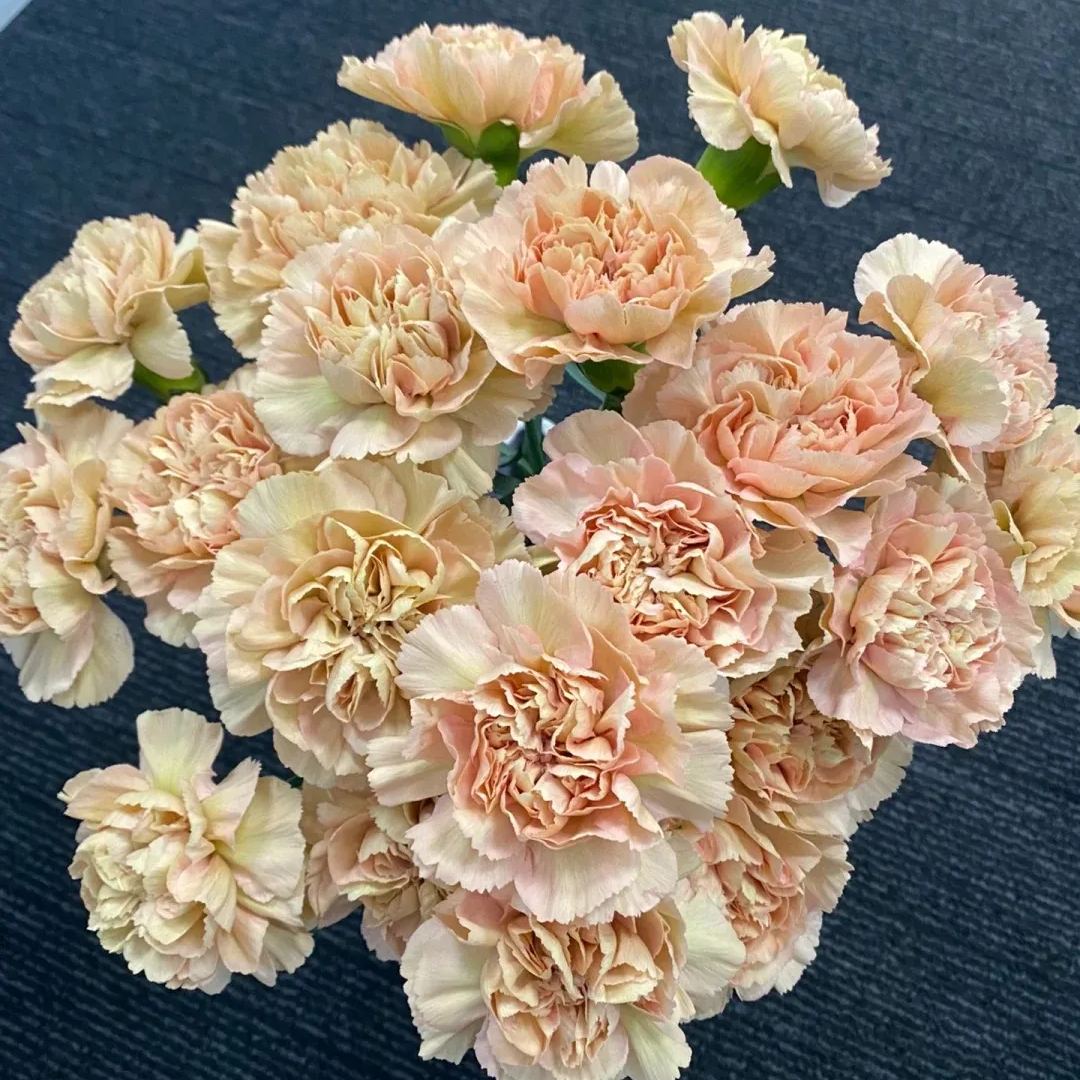 🔥 48% OFF! 10 Colors Mixed Carnations