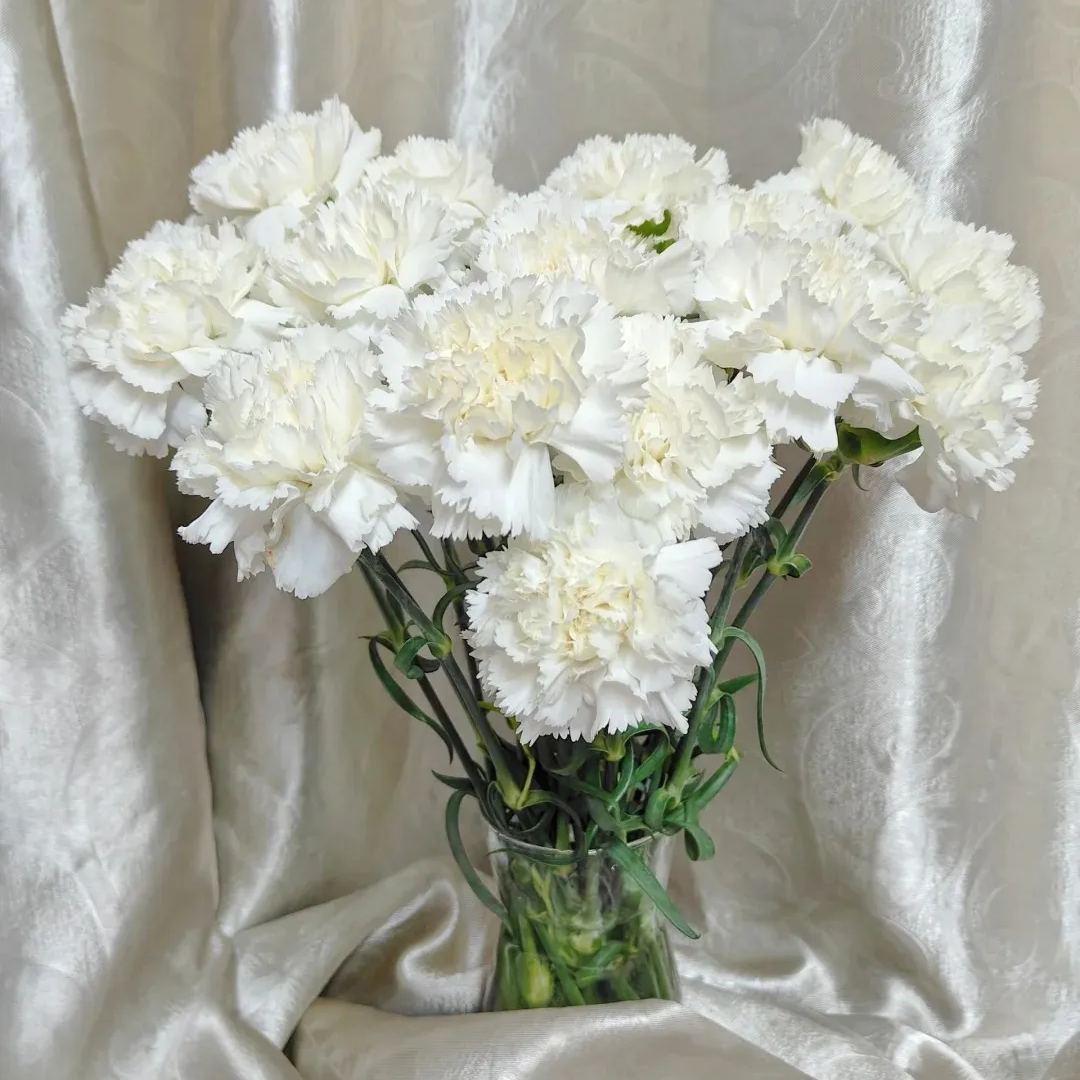 🔥 48% OFF! 10 Colors Mixed Carnations