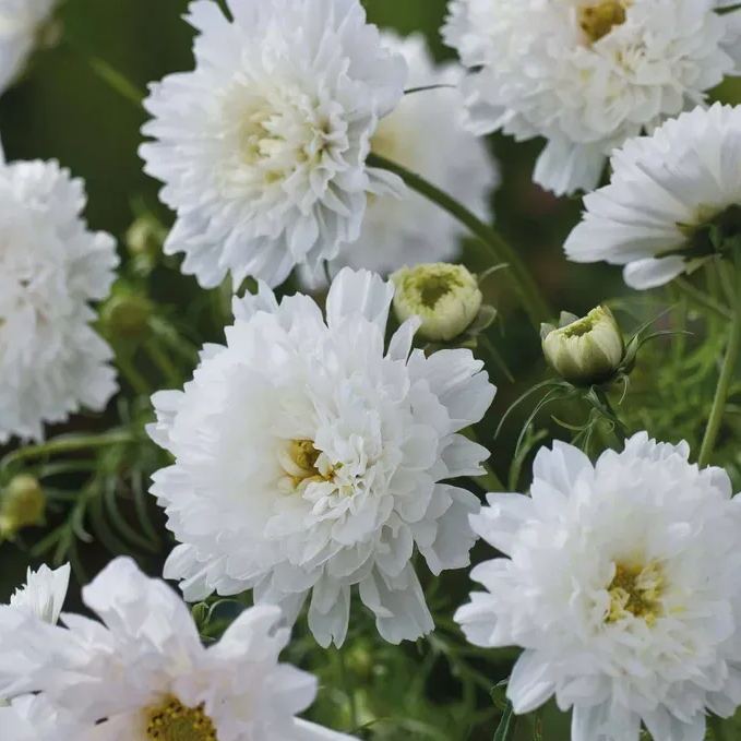 🔥Hot Selling Cornflower / Bachelor Button Seeds🎉Buy 3 get 1 free