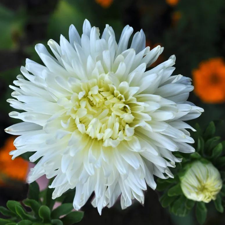 🔥Hot Selling Cornflower / Bachelor Button Seeds🎉Buy 3 get 1 free