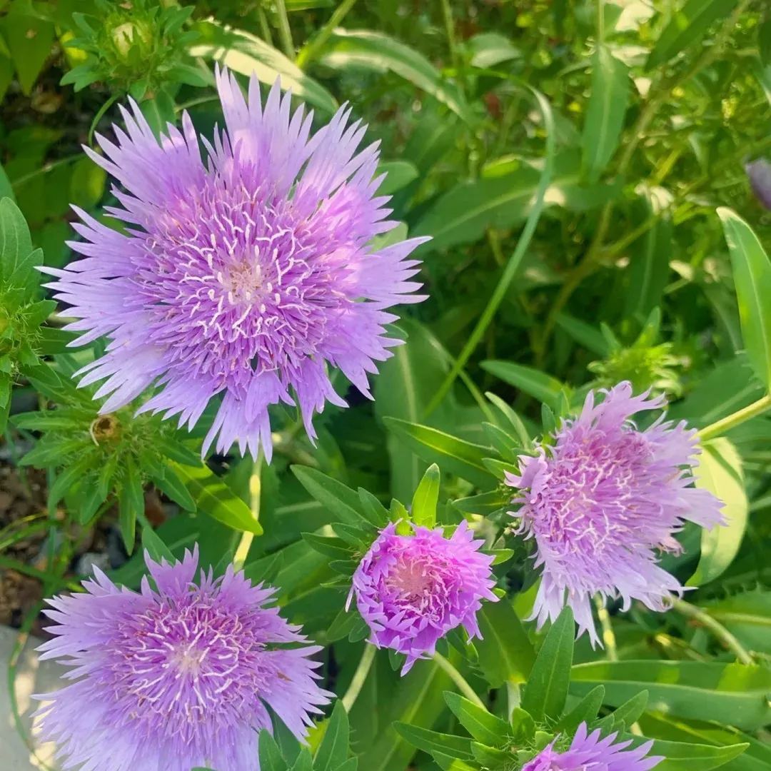 🔥Hot Selling Cornflower / Bachelor Button Seeds🎉Buy 3 get 1 free