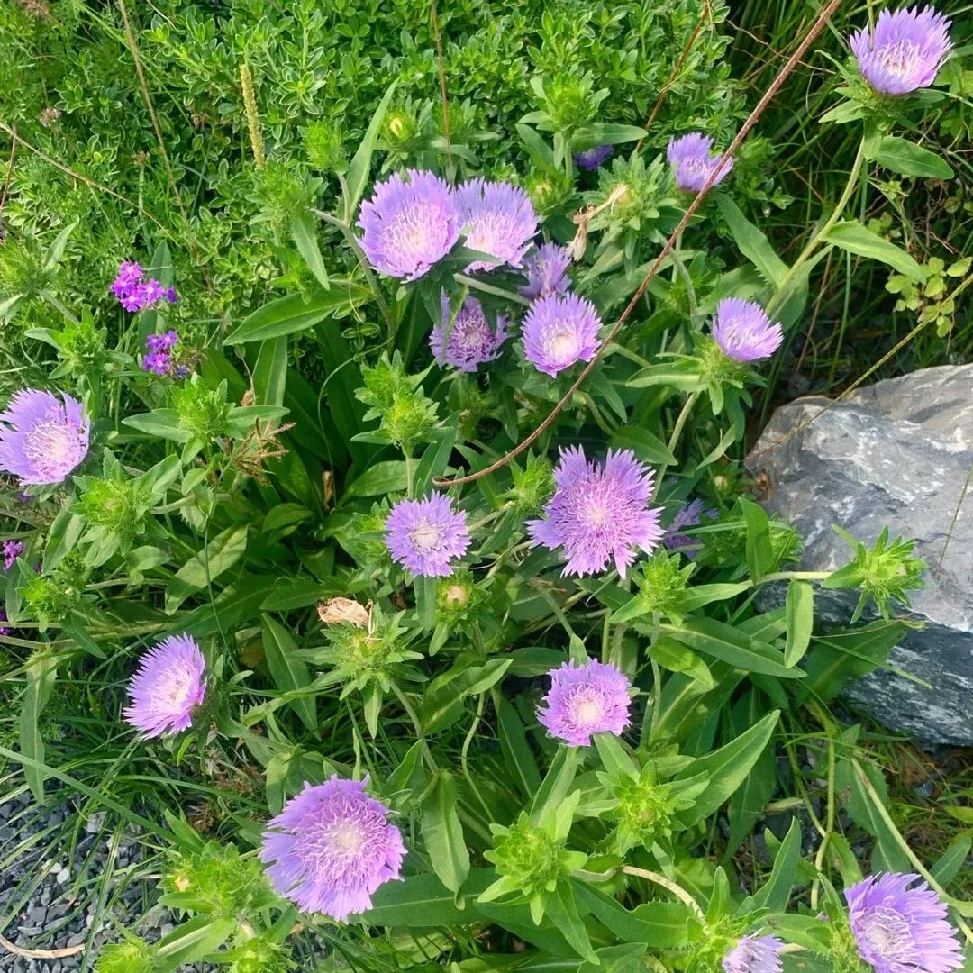 🔥Hot Selling Cornflower / Bachelor Button Seeds🎉Buy 3 get 1 free
