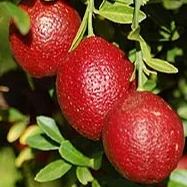 9 PCS VERY RARE LEMON SEEDS