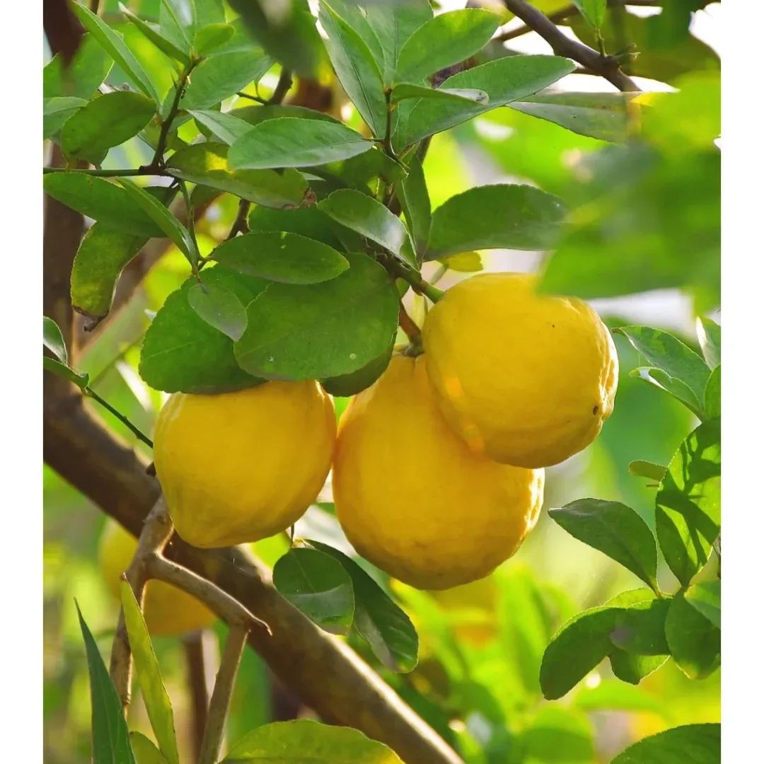9 PCS VERY RARE LEMON SEEDS