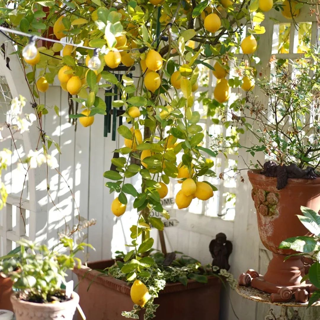 9 PCS VERY RARE LEMON SEEDS