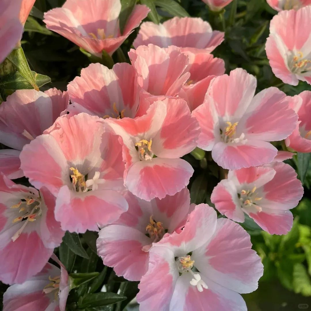 🔥Discount (today only)🔥Rare and ancient flowers