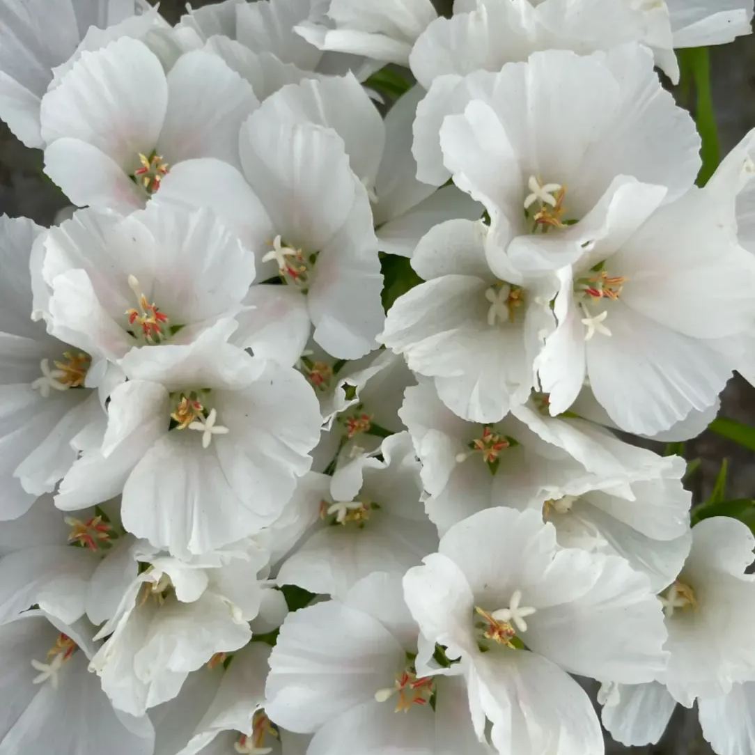 🔥Discount (today only)🔥Rare and ancient flowers