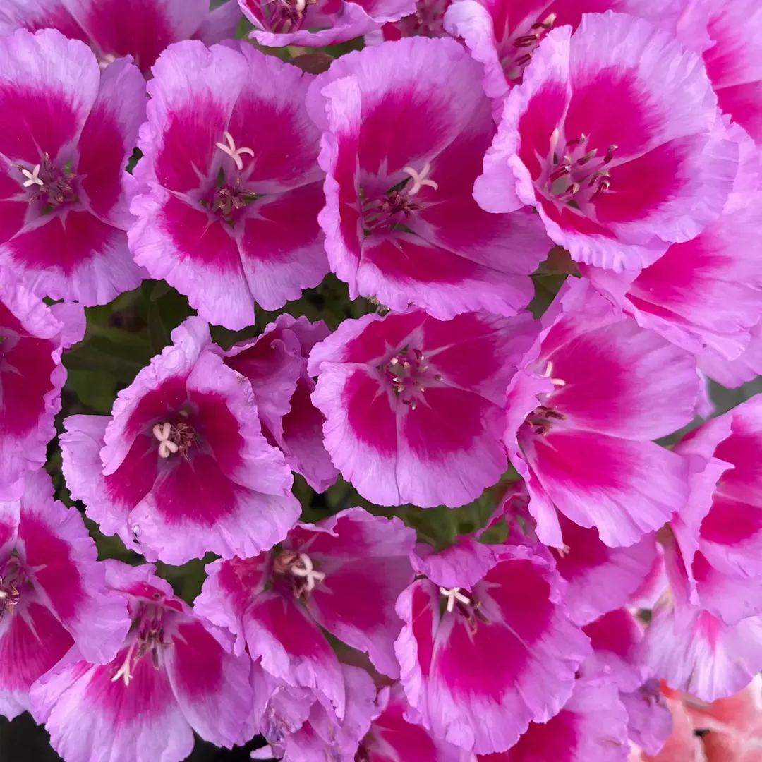 🔥Discount (today only)🔥Rare and ancient flowers