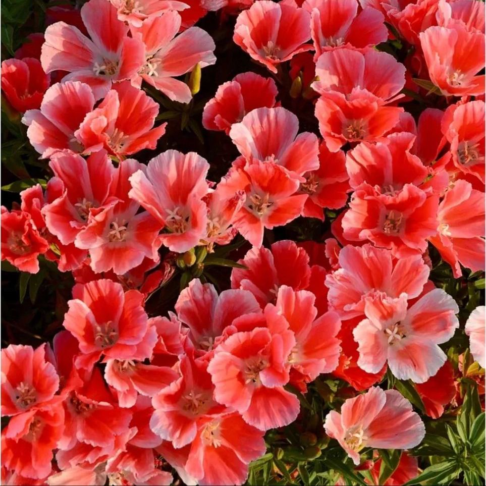 🔥Discount (today only)🔥Rare and ancient flowers