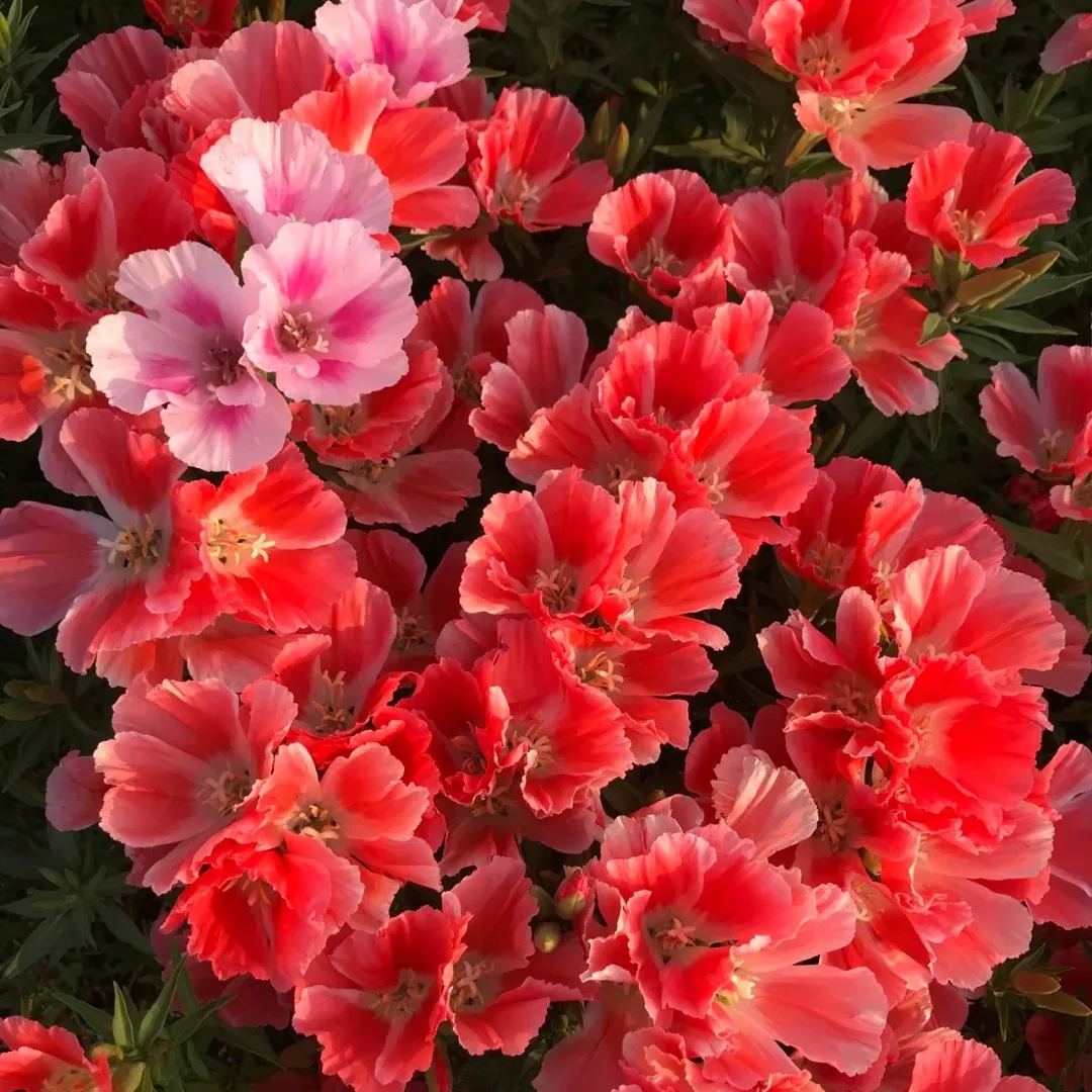 🔥Discount (today only)🔥Rare and ancient flowers