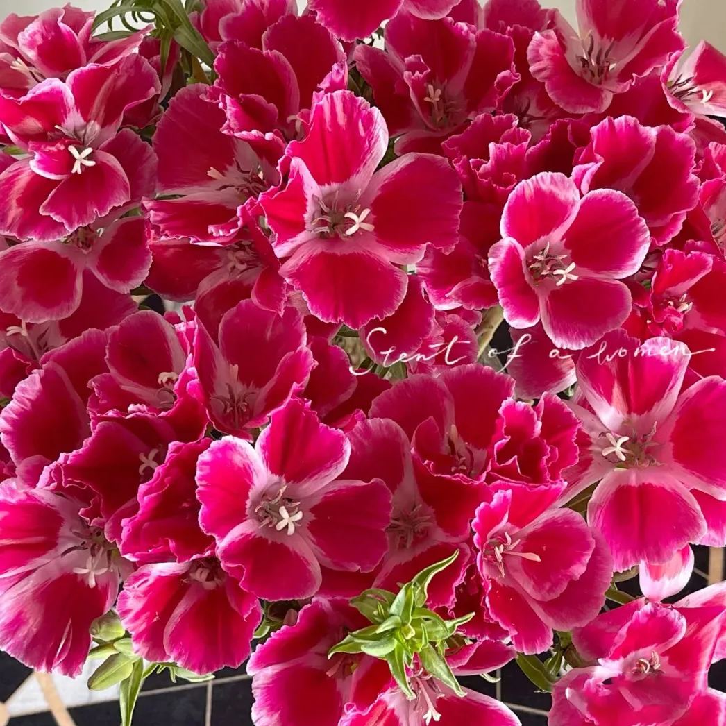 🔥Discount (today only)🔥Rare and ancient flowers