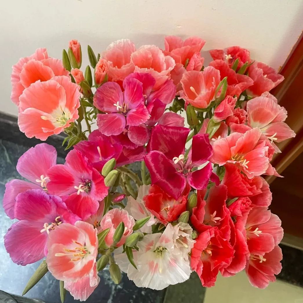 🔥Discount (today only)🔥Rare and ancient flowers