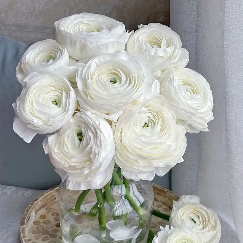 🔥53% OFF Mixed Color Ranunculus Bulbs