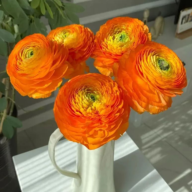 🔥53% OFF Mixed Color Ranunculus Bulbs