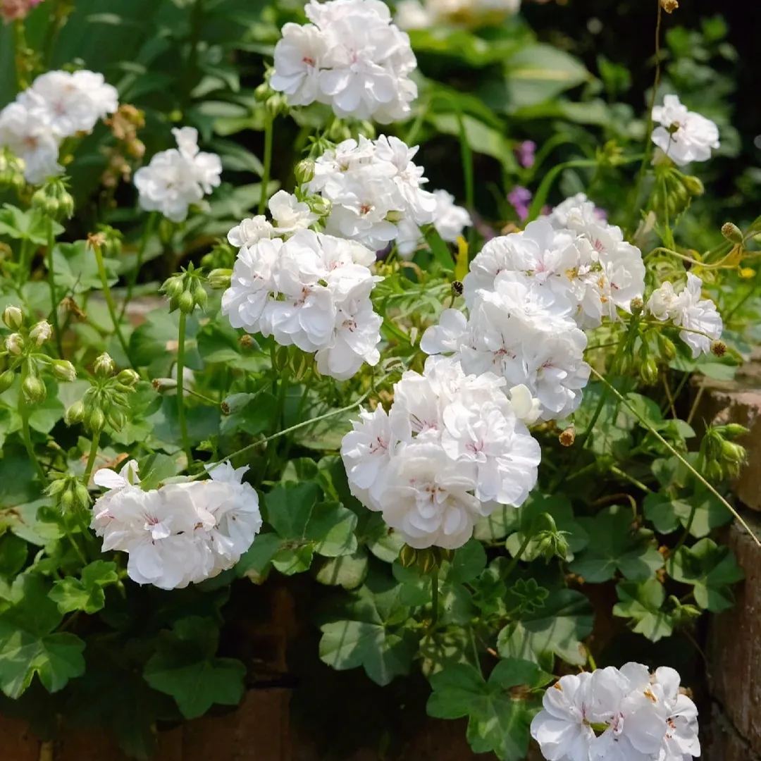 Apple Blossom Geranium Seeds