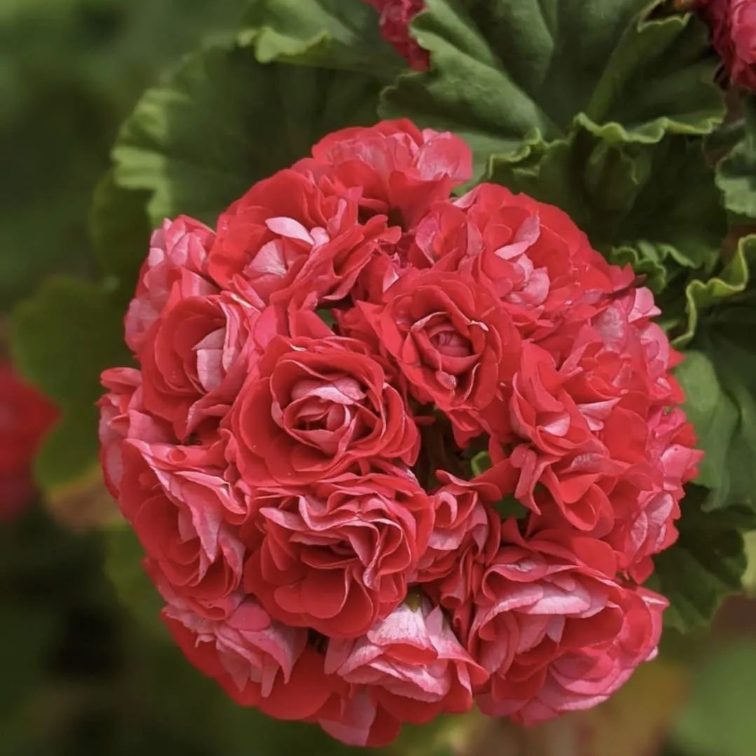 Apple Blossom Geranium Seeds