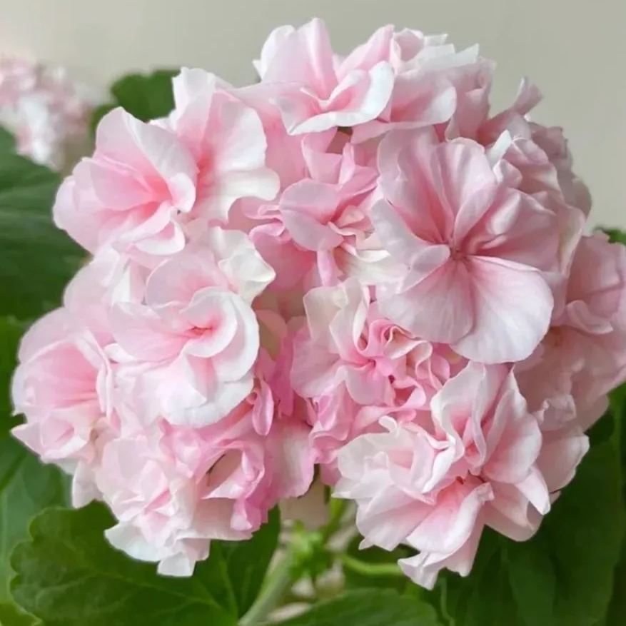 Apple Blossom Geranium Seeds