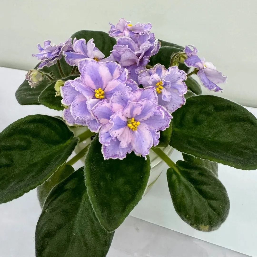 🔥Hot selling🌺African violet🌱easy to plant