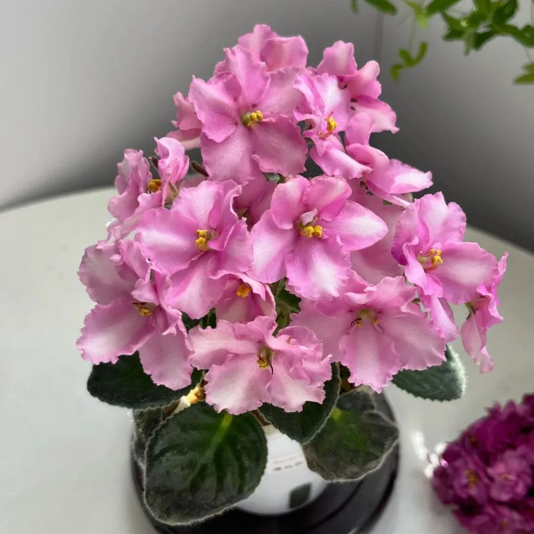 🔥Hot selling🌺African violet🌱easy to plant