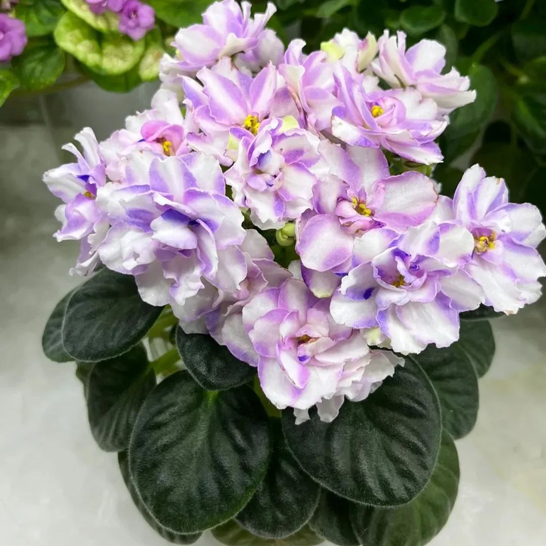 🔥Hot selling🌺African violet🌱easy to plant