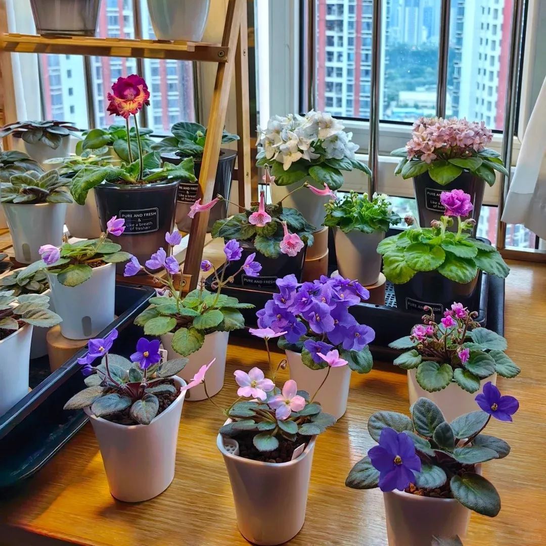 🔥Hot selling🌺African violet🌱easy to plant